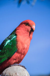 Close-up of parrot perching on blue sky