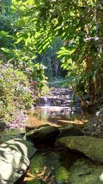 Scenic view of waterfall in forest