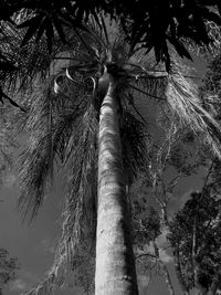 Low angle view of palm trees against sky