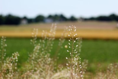 Close-up of flowers growing in field