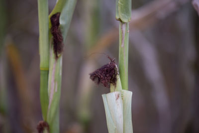 Close-up of flower buds