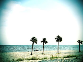 Palm trees on beach against sky