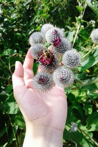 Close-up of hand holding fruit