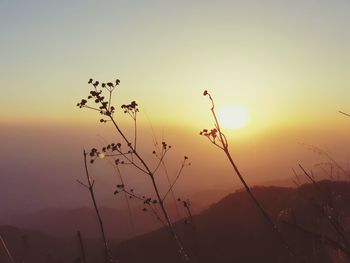 Close-up of silhouette plants against sky during sunset