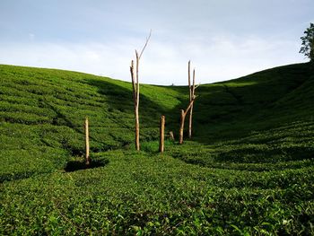 Scenic view of agricultural field against sky