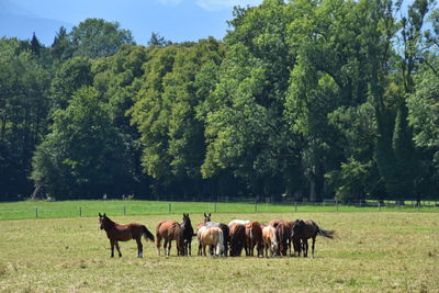 Horses in a field