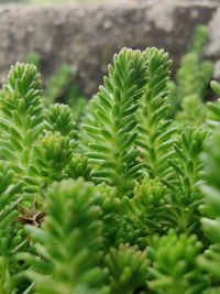 Close-up of succulent plant