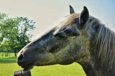 Close-up of horse against sky