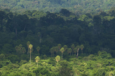 Scenic view of forest