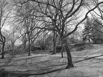 Bare trees on landscape