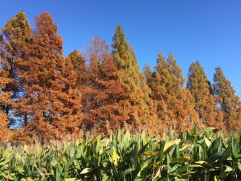 Low angle view of trees growing on field against sky