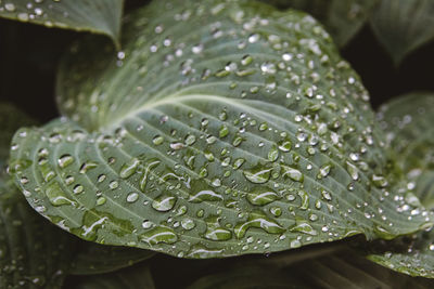 Close-up of raindrops on leaves