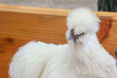 Close-up portrait of white owl