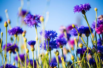 Close-up of purple flowering plants on field