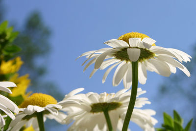 Close-up of white daisy flowers