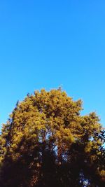 Low angle view of trees against clear blue sky