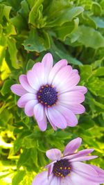 Close-up of pink flower