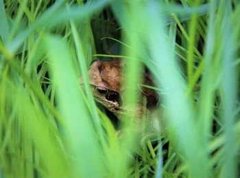 Close-up of lizard on grass