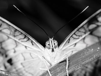 Close-up of insect