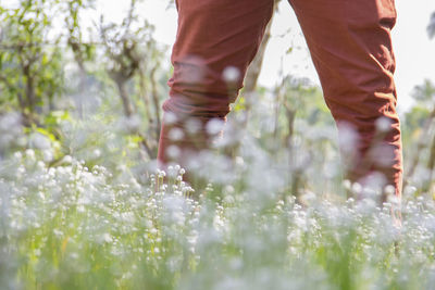 Low section of man with pink flowers