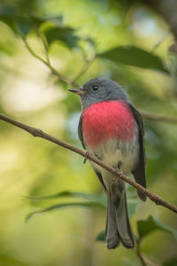 Close-up of a bird perching on branch