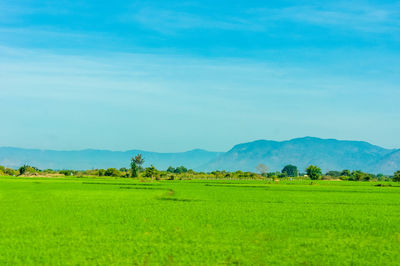 Scenic view of agricultural field against blue sky