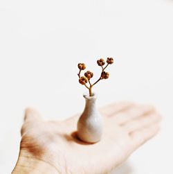 Close-up of hand holding flowers over white background