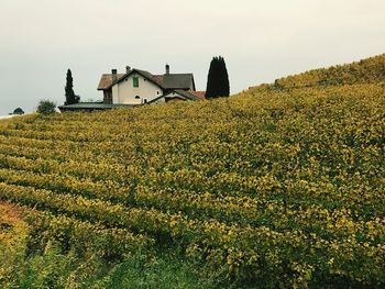 Low angle view of agricultural field against sky