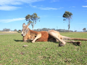 Lion relaxing in a field