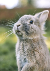 Dwarf rabbit