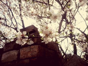 Low angle view of flower tree against sky