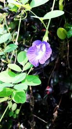 Close-up of purple flower blooming outdoors