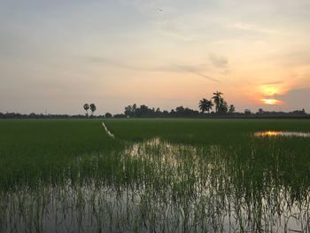 Scenic view of agricultural field against sky during sunset