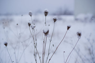 Close-up of snow covered plants on field