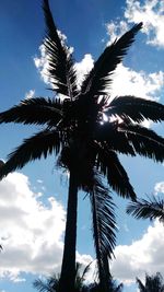 Low angle view of coconut palm tree against sky