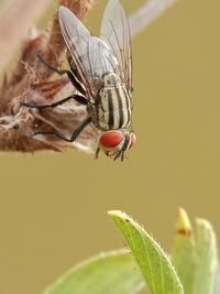 Close-up of butterfly pollinating