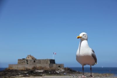 Seagull perching on a wall