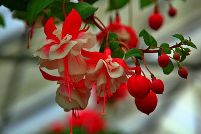 Close-up of red flowering plant