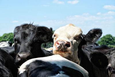 Close-up of cow