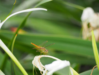 Close-up of insect on plant