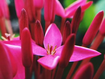 Close-up of pink flowering plant