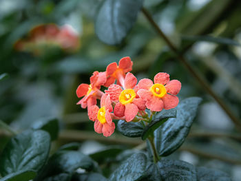 Close-up of orange flowering plant