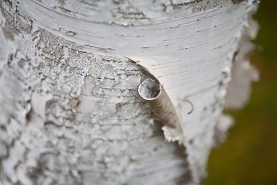 Close up of wood