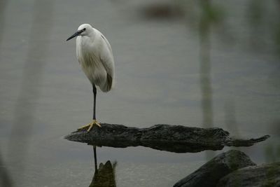 High angle view of gray heron perching on leaf