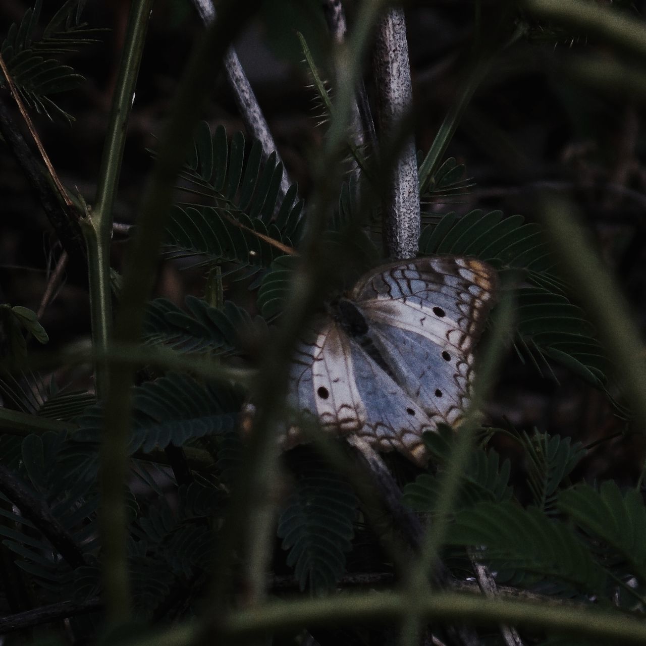 animal themes, nature, animals in the wild, one animal, growth, outdoors, no people, leaf, close-up, day, beauty in nature, insect, grass, fragility, gastropod