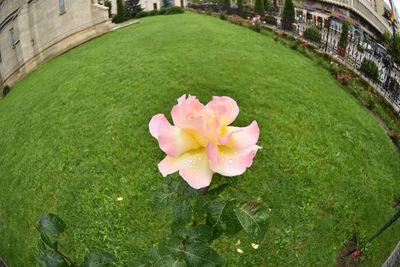 Close-up of pink flowers blooming in lawn