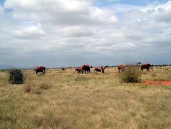 Horses in a field