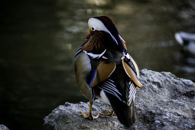 Close-up of bird against lake