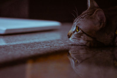 Close-up of a cat looking away