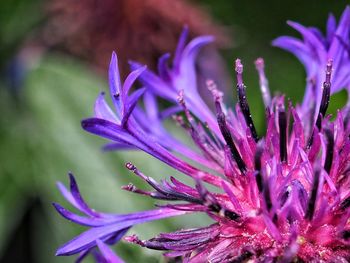 Close-up of purple flowering plant